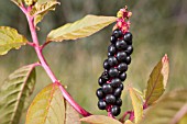 BERRIES OF THE TROPICAL AMERICAN PLANT, PHYTOLACCA OCTANDRA