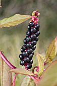 BERRIES OF THE TROPICAL AMERICAN PLANT, PHYTOLACCA OCTANDRA