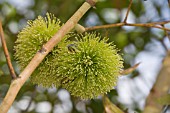 EUCALYPTUS CONFERRUMINATA FLOWERS