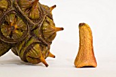 EUCALYPTUS CONFERRUMINATA SEED POD AND OPERCULUM CAP