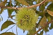 EUCALYPTUS CONFERRUMINATA FLOWER