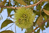 EUCALYPTUS CONFERRUMINATA FLOWER