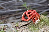 COLUS GENERA STINKHORN FUNGI