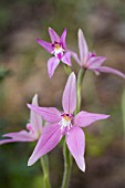 CALADENIA LATIFOLIA ORCHID