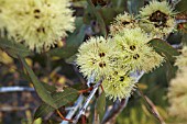 EUCALYPTUS DESMONDENSIS FLOWERS