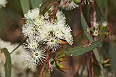 FLOWERS AND BUDS OF THE NATIVE WESTERN AUSTRALIAN EUCALYPTUS WANDOO TREE