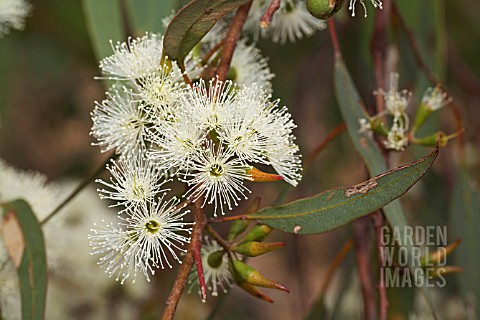 FLOWERS_AND_BUDS_OF_THE_NATIVE_WESTERN_AUSTRALIAN_EUCALYPTUS_WANDOO_TREE