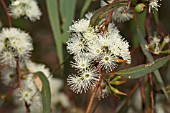 FLOWERS AND BUDS OF THE NATIVE WESTERN AUSTRALIAN EUCALYPTUS WANDOO TREE