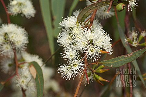 FLOWERS_AND_BUDS_OF_THE_NATIVE_WESTERN_AUSTRALIAN_EUCALYPTUS_WANDOO_TREE