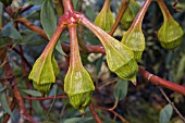 WESTERN AUSTRALIAN EUCALYPTUS PYRIFORMIS BUDS