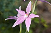 CALADENIA LATIFOLIA NATIVE ORCHID