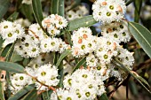 EUCALYPTUS MARGINATA (JARRAH) IN FLOWER