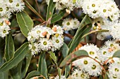 EUCALYPTUS MARGINATA (JARRAH) IN FLOWER