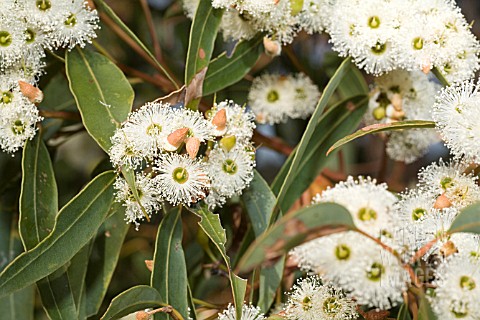 EUCALYPTUS_MARGINATA_JARRAH_IN_FLOWER