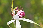 CALADENIA GENRE SPIDER ORCHID