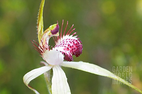 CALADENIA_GENRE_SPIDER_ORCHID