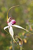 CALADENIA GENRE SPIDER ORCHID