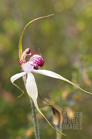 CALADENIA_GENRE_SPIDER_ORCHID