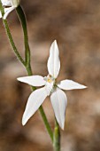 CALADENIA LATIFOLIA ORCHID