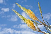 GREVILLEA EXCELSIOR INFLORESCENCE FLOWER STEMS