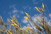 GREVILLEA EXCELSIOR INFLORESCENCE FLOWER STEMS