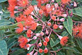 CORYMBIA FICIFOLIA BUDS