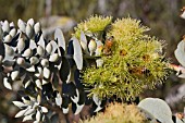 EUCALYPTUS KRUSEANA FLOWERS AND BUDS