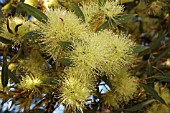 EUCALYPTUS CORNUTA FLOWERS