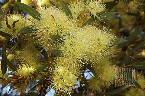 EUCALYPTUS_CORNUTA_FLOWERS