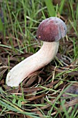 RUSSULA FUNGI (EARLY STAGE OF DEVELOPMENT)