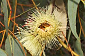 EUCALYPTUS FLOWER