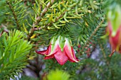 NATIVE WESTERN AUSTRALIAN DECLARED RARE FAUNA, DARWINIA OXYLEPIS