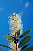 MELALEUCA QUINQUENERVIA, (NIAOULI)