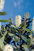 MELALEUCA QUINQUENERVIA, (NIAOULI)