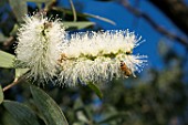 MELALEUCA QUINQUENERVIA (NIAOULI), WITH BEE