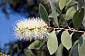 MELALEUCA QUINQUENERVIA, (NIAOULI)