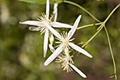 NATIVE WESTERN AUSTRALIAN VINE, CLEMATIS LINEARIFOLIA