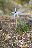 PHELADENIA DEFORMIS ORCHID