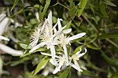 NATIVE WESTERN AUSTRALIAN VINE, CLEMATIS LINEARIFOLIA