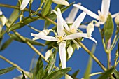 NATIVE WESTERN AUSTRALIAN VINE, CLEMATIS LINEARIFOLIA