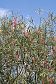 NATIVE WESTERN AUSTRALIAN HAKEA FRANCISIANA COVERED IN INFLORESCENCE FLOWER SPIKES