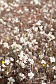 SPRINGTIME ANNUAL DAISIES, CEPHALIPTERUM DRUMMONDII