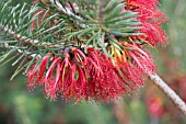 NATIVE WESTERN AUSTRALIAN CALOTHAMNUS QUADRIFIDUS