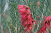 NATIVE WESTERN AUSTRALIAN CALOTHAMNUS QUADRIFIDUS