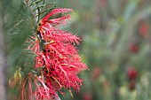 NATIVE WESTERN AUSTRALIAN CALOTHAMNUS QUADRIFIDUS