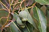 ENDEMIC WESTERN AUSTRALIAN MARRI TREE (CORYMBIA CALOPHYLLA) SEED POD