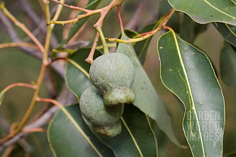 ENDEMIC_WESTERN_AUSTRALIAN_MARRI_TREE_CORYMBIA_CALOPHYLLA_SEED_POD