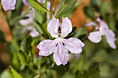 DECLARED RARE NATIVE WESTERN AUSTRALIAN COOPERNOOKIA GEORGEI