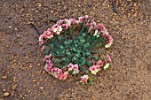 WESTERN AUSTRALIAS NATIVE WREATH FLOWER, LECHENAULTIA MACRANTHA.