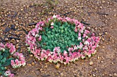 WESTERN AUSTRALIAS NATIVE WREATH FLOWER, LECHENAULTIA MACRANTHA